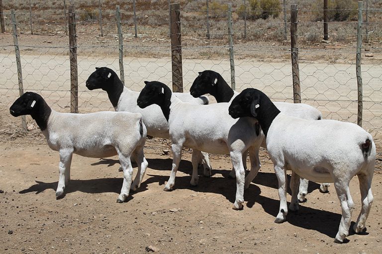Dorper sheep grazing in mountain veld